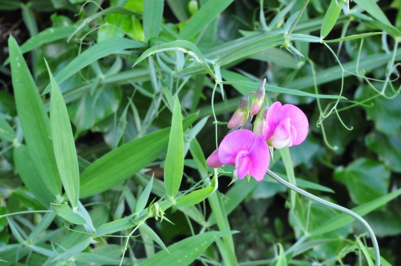 Lathyrus sylvestris / Cicerchia silvestre